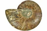 Cut & Polished Ammonite Fossil (Half) - Madagascar #212873-1